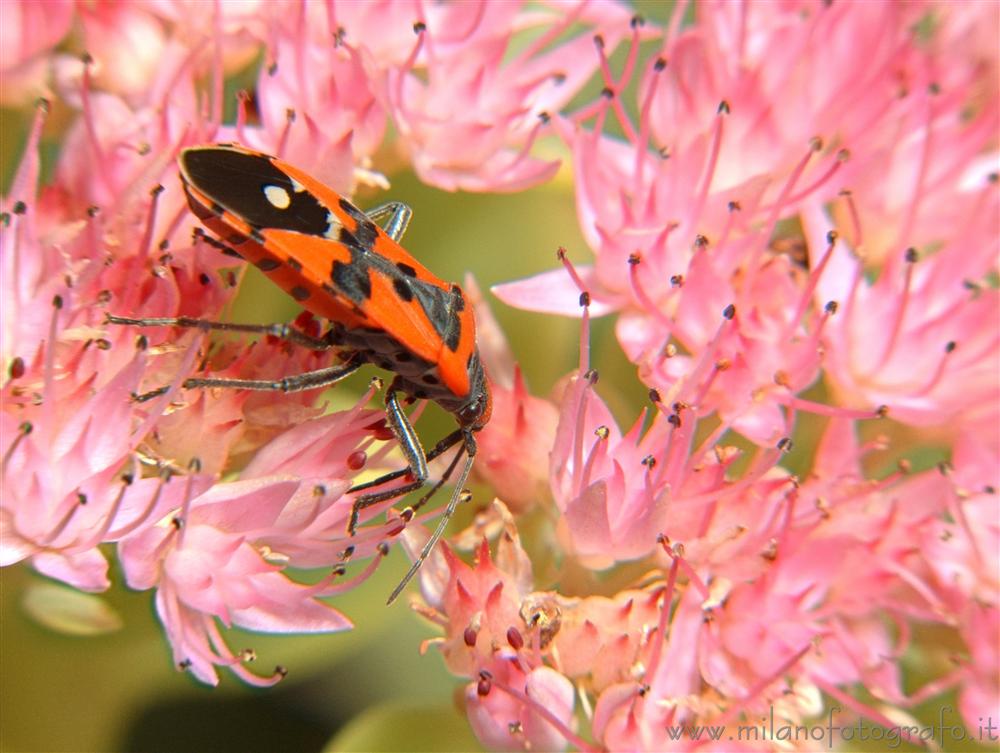 Campiglia Cervo (Biella) - Probabilmente Lygaeus simulans su fiori di Sedum